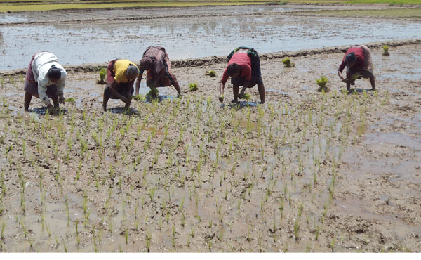 ঝিনাইগাতী বোরো ফসলের বীজ রোপনে ব্যস্ত কৃষকরা media image